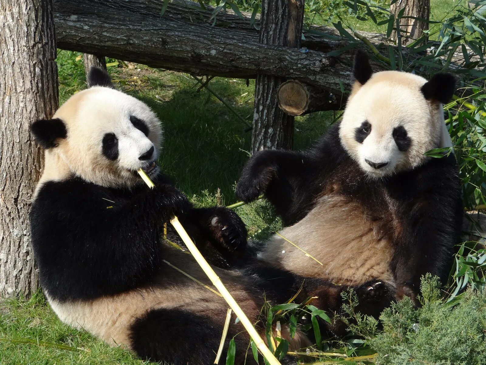Большая панда сколько живут. Большая Панда. Большая Панда или бамбуковый медведь. Большая китайская Панда. Панда исчезающий вид.