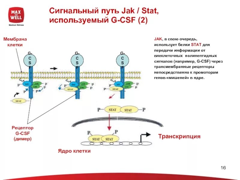 Сигнальный фактор это. Jak stat сигнальный путь рецепторы. Jak stat сигнальный путь схема строения и механизм. Jak stat сигнальный путь схема. Jak/stat киназы Smad.