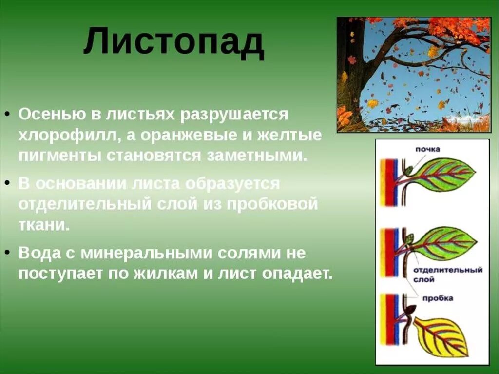 Действие происходит осенью. Процесс листопада. Листопад (биология). Процесс листопада у растений. Стадии листопада.