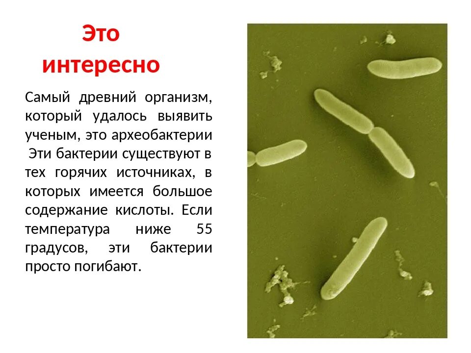 Сообщение о любой бактерии