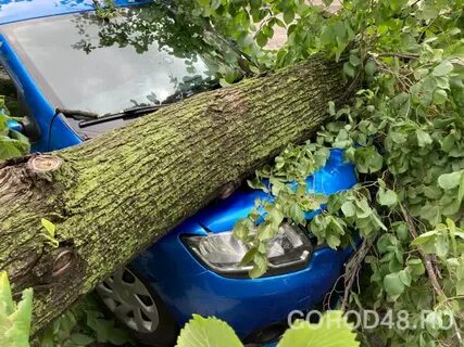 На машину упало дерево что делать