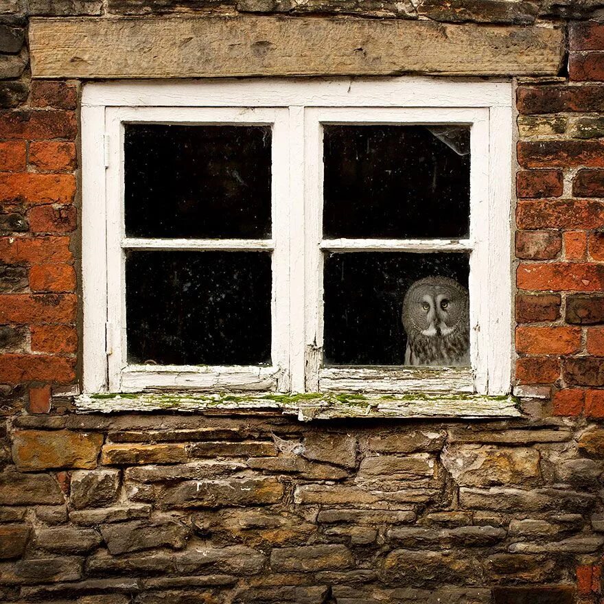 The window