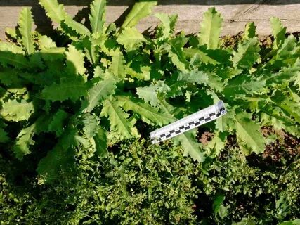 30 кустов