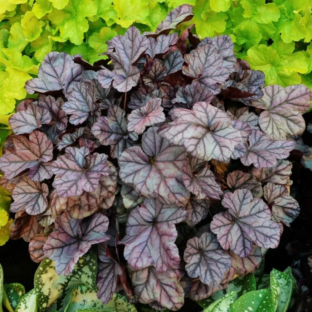 гейхера миднайт роуз. гейхера миднайт роуз. гейхера midnight rose (миднайт роуз). гейхера роуз. гейхера роуз.