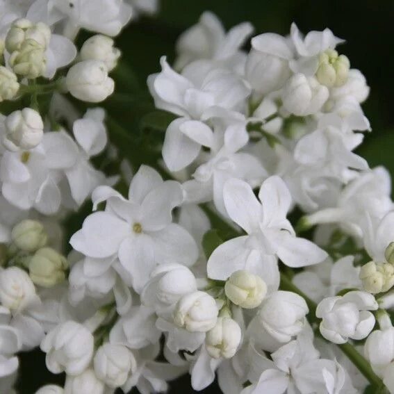 Советской сирени. Сирень обыкновенная (Syringa vulgaris Sovetskaya Arktika. Сирень белая Советская Арктика. Сирень Советская Арктика (Sovetskaya Arktika). Syringa vulgaris Weiss.