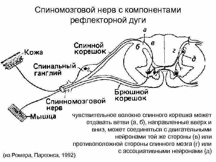 Спинномозговой нерв рефлекторная дуга