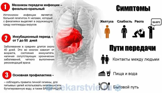 Гепатит с передача инфекции. Гепатит а источник инфекции. желтуха пути передачи заражения.