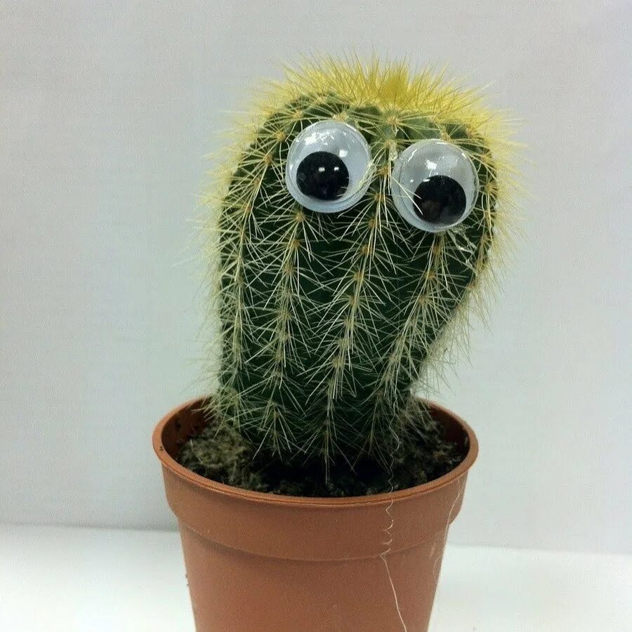 Кактус. Веселый кактус. Кактус. Кактус с глазами. Кактус с глазами крючком.