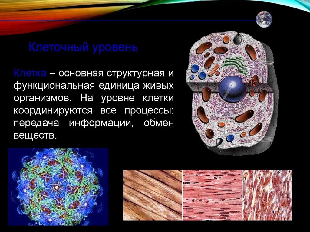 Что является функциональной единицей живого организма. Клеточный уровень. Основные процессы клеточного уровня. Клеточный уровень организации. Клеточный уровень примеры.