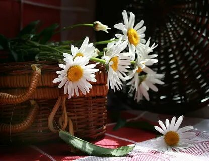 Добрые картинки с ромашками