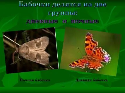 Названия дневных бабочек 2 класс