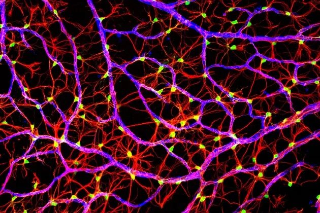 Endothelial cells in intestine of an 18.5-day old mouse embryo Nikon’s Small Wor
