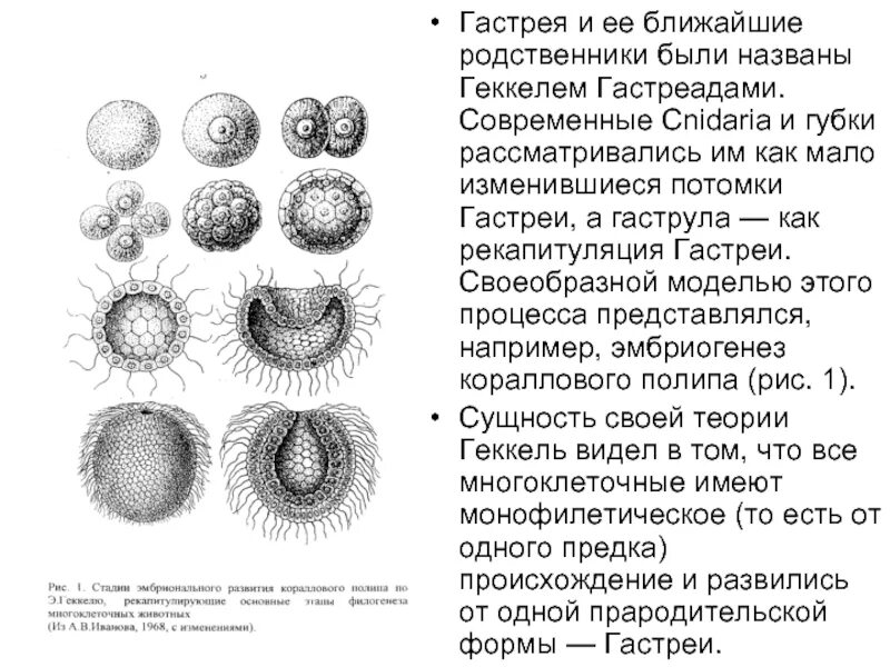 Этапы эволюции многоклеточных. Гипотеза «гастреи» э. Геккеля. Гастрея Геккель. Теория гастреи Геккеля. Теория гастреи и фагоцителлы.