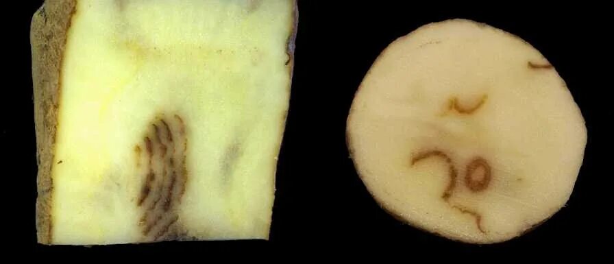 Viruses potato