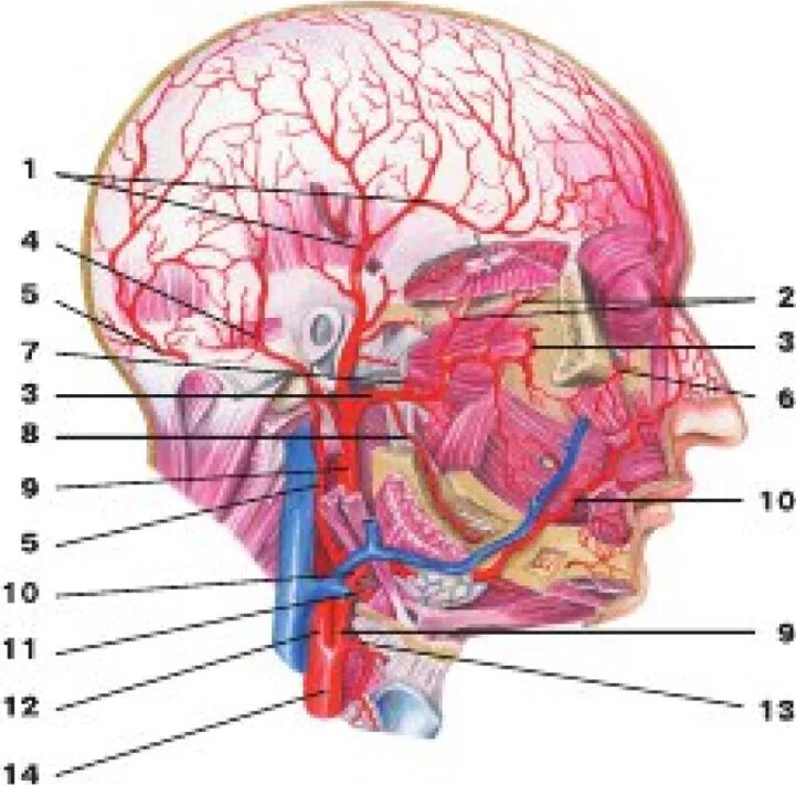 Анатомия сосудов головы. Поверхностная височная артерия анатомия. Поверхностная височная артерия анастомозирует. Атлас сосудов головы человека анатомия. Сонная артерия атлас анатомия.