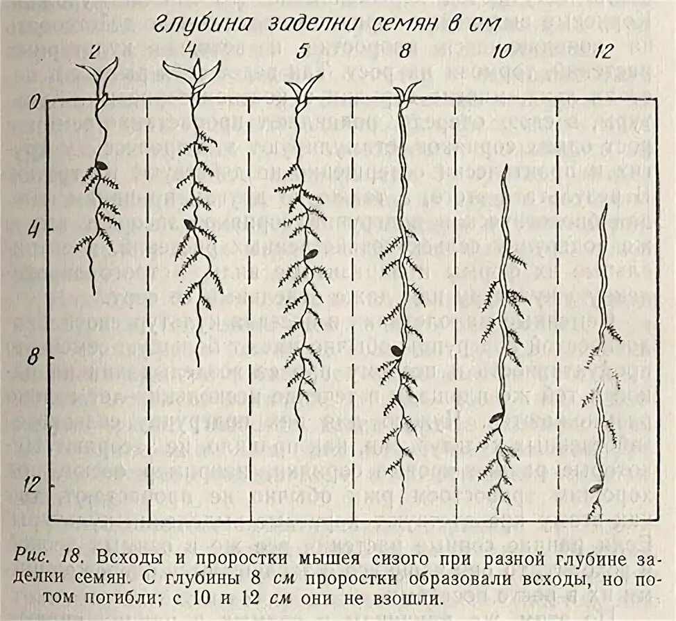 Глубина посева пшеницы. Глубина заделки семян зерновых культур. Посев зерновых глубина заделки семян. Глубина посева ячменя. Глубина заделки семян озимой пшеницы.