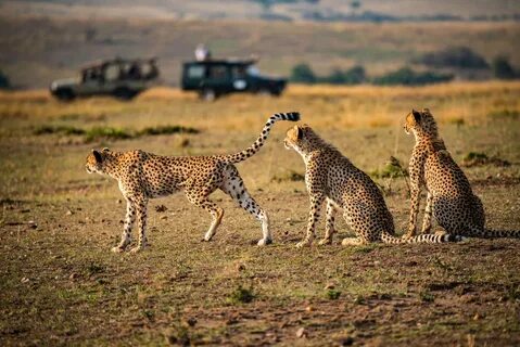 Diverse wildlife