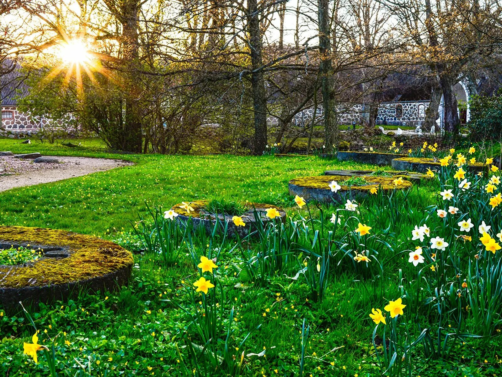 Цветущая вишня. Нарциссы в аптекарском огороде. Весеннее небо. Солнечный весенний день. Весенний пейзаж.
