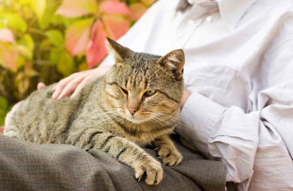 Теплые коты спид ап