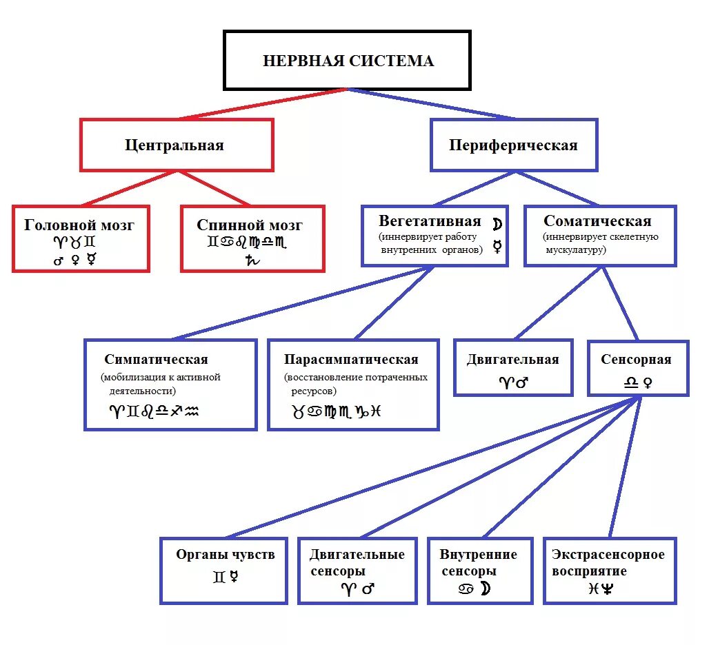 Классификация отделов нервной системы. Классификация периферической нервной системы. Функциональная классификация отделов нервной системы. Нервная система человека подразделяется на.