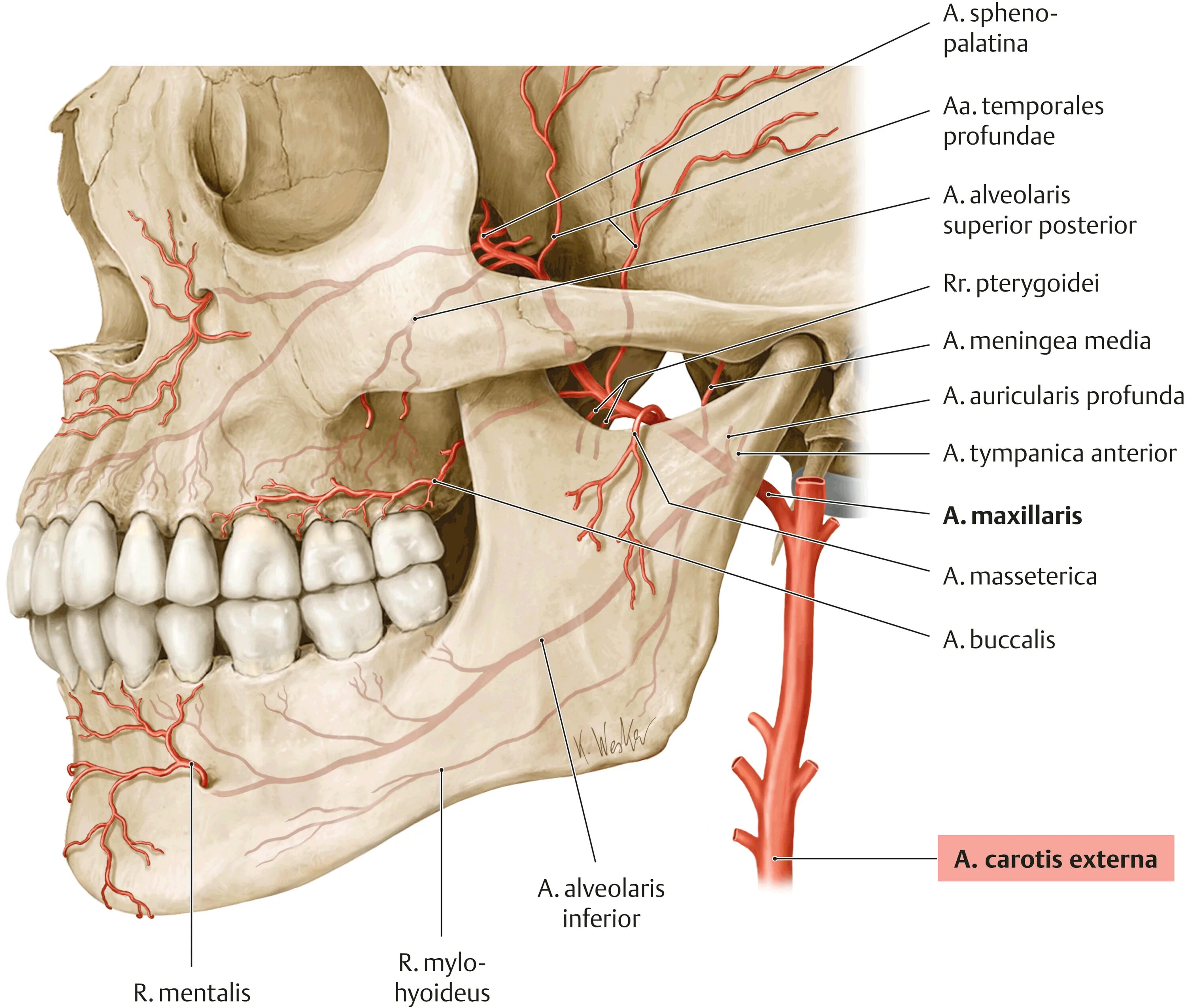 A maxillaris. Arteria maxillaris ветви. A. maxillaris – верхнечелюстная артерия. Части arteria maxillaris. Nervus maxillaris.