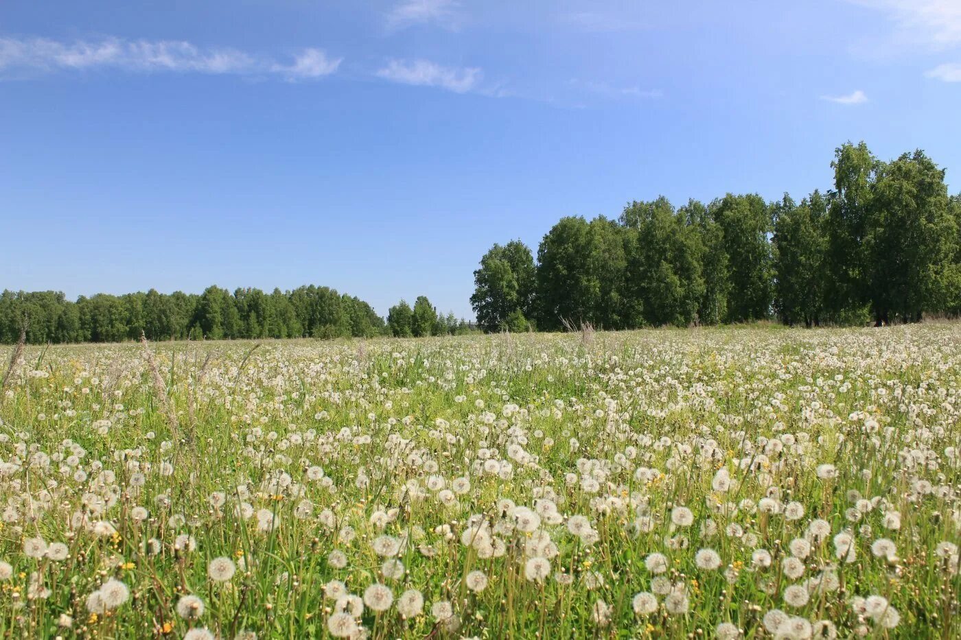 Кулундинская равнина алтайский край. Кулундинская степь алтайский край. «хлебное поле» (1826). Айвазовский хлебное поле. Русское поле.