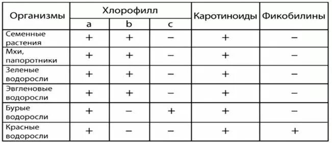 Водоросли. Особенности строения, размножения и экология. Принципы классификации.