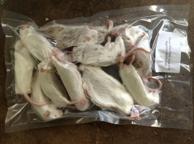 Где купить замороженную. Мыши кормовые замороженные. Кормовые мыши заморозка. Кормовые мыши для змей. Мыши кормовые в упаковке.