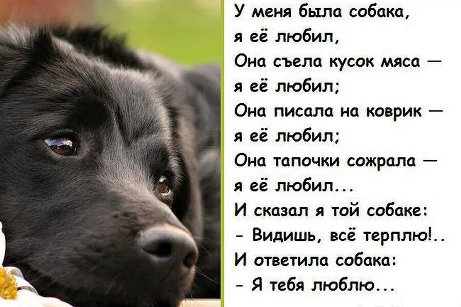 Куда сообщить о собаках