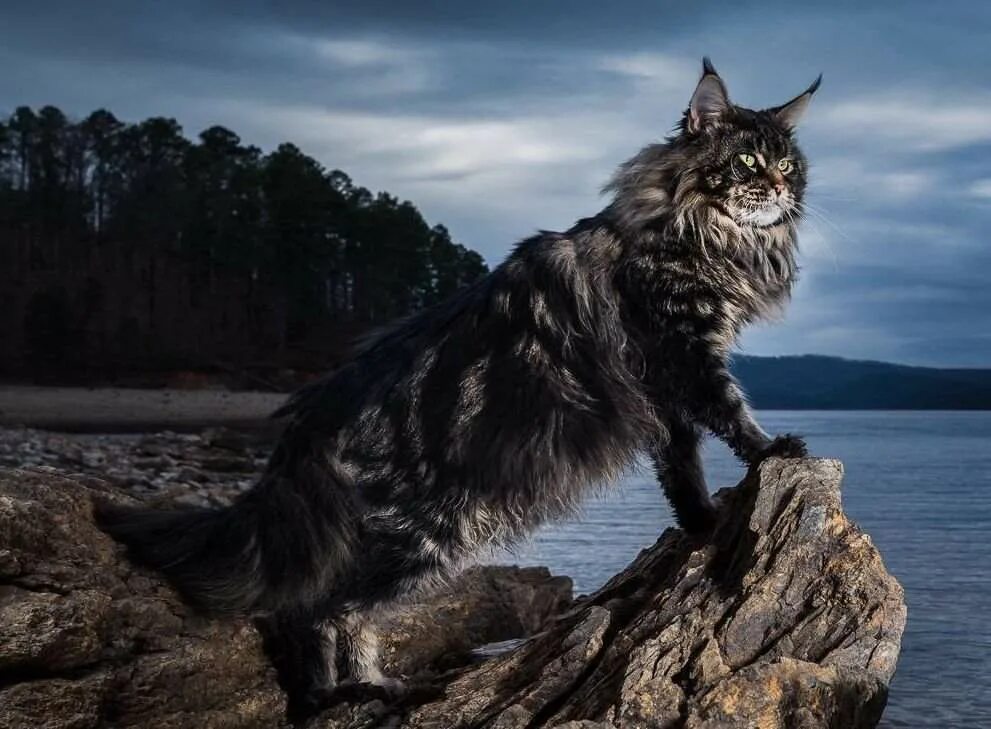 мейн кун браун табби. коты мейн куны. мейн кун и сибирская кошка.