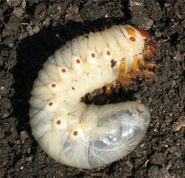 озимая совка личинка. хрущ жук личинка. гусеницы под землей. хрущ личинка майского жука. личинка жука короеда.