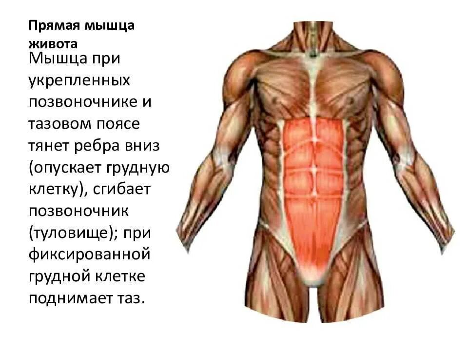 Основные мышцы для развития. Абдоминальные мышцы живота. Прямые мышцы живота анатомия. Прямая мышца живота. Прямая мышца живота анатомия.