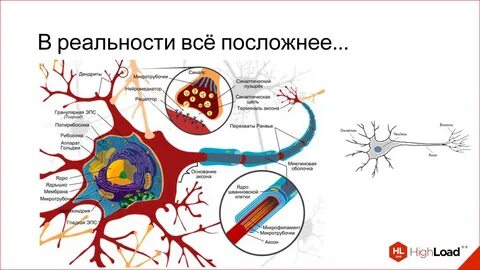 Строение нервной ткани в организме