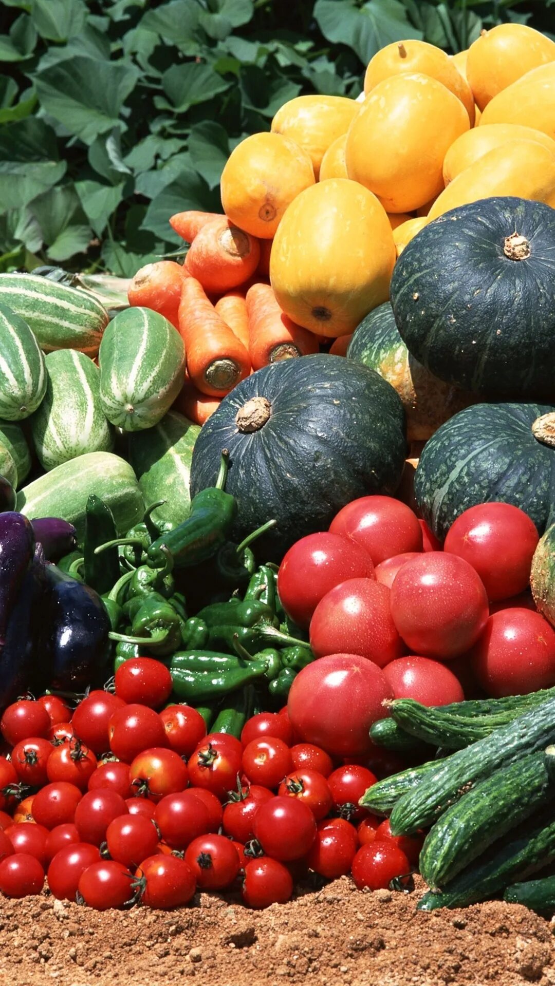 Тыква огурец помидор. Помидор тыква. Свежие овощи. Бахчевые овощи. Тыквенные овощи.