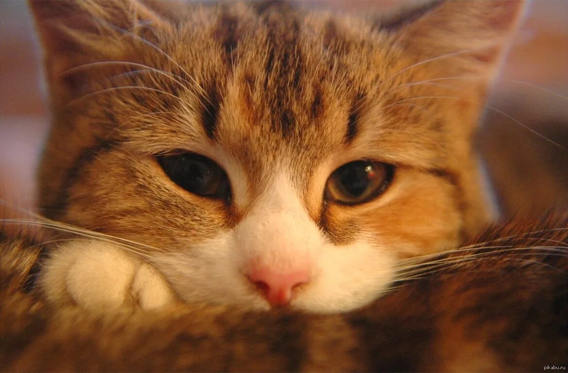 Кот думает. Внимательный взгляд кота. Guten morgen кот. Кошка с большими зрачками. Кот внимательно смотрит.