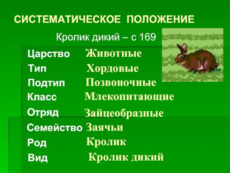 Определение систематике. Систематику животных. Систематика кролика. Систематика животных примеры. Систематические таксоны жи.