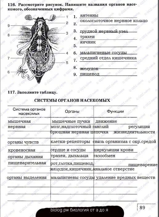 Биология тест класс насекомые. Системы органов насекомых таблица 7 класс биология. система органов насекомых таблица система органов органы функции. таблица системы органов насекомых органы функции. таблица по биологии 7 класс система органов насекомых.