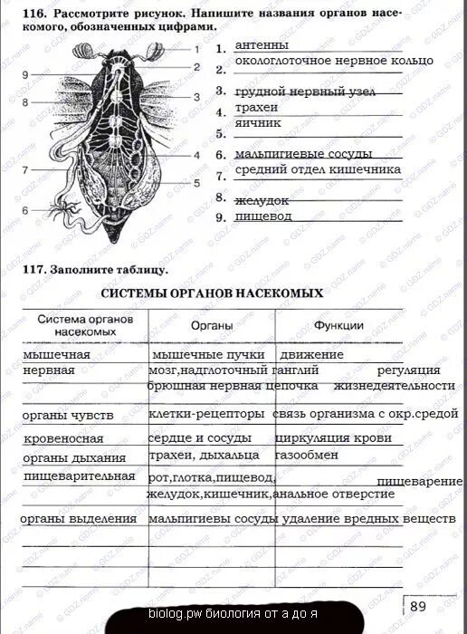 Система органов 8 класс тест. Системы органов насекомых таблица 7 класс биология. Система органов насекомых таблица система органов органы функции. Таблица системы органов насекомых органы функции. Таблица по биологии 7 класс система органов насекомых.