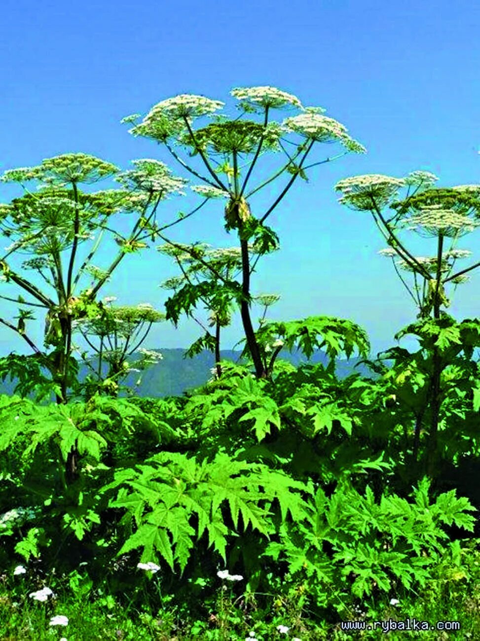 Борщевик сибирский ядовитое растение. Борщевик ядовитое растение. Сорняк борщевик сосновского. Курай, дягиль, борщевик. Борщевик ядовитое растение.