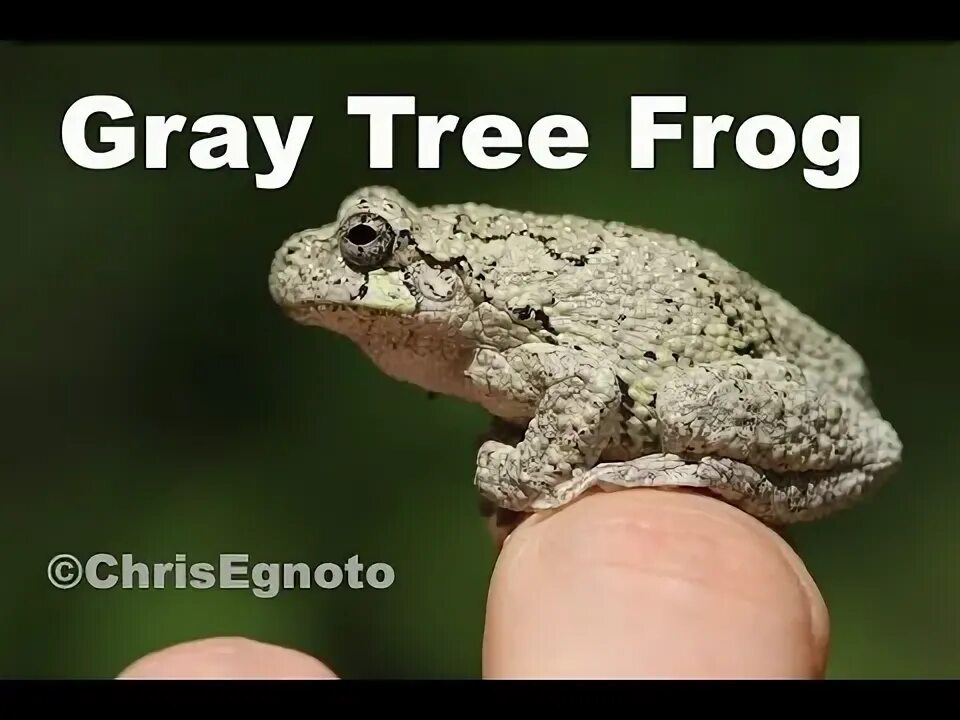 Tree frog клей. Tree frog клей