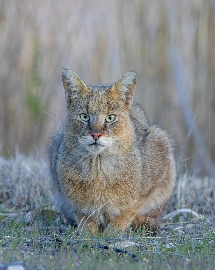 Wildlife planet. Камышовый кот. Кавказский камышовый кот. Камышовый кот (Хаус) (Felis Chaus). Камышовый кот Хаус Болотная Рысь.