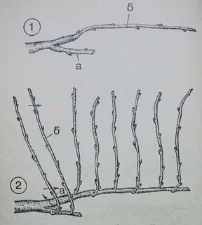 Длина лозы
