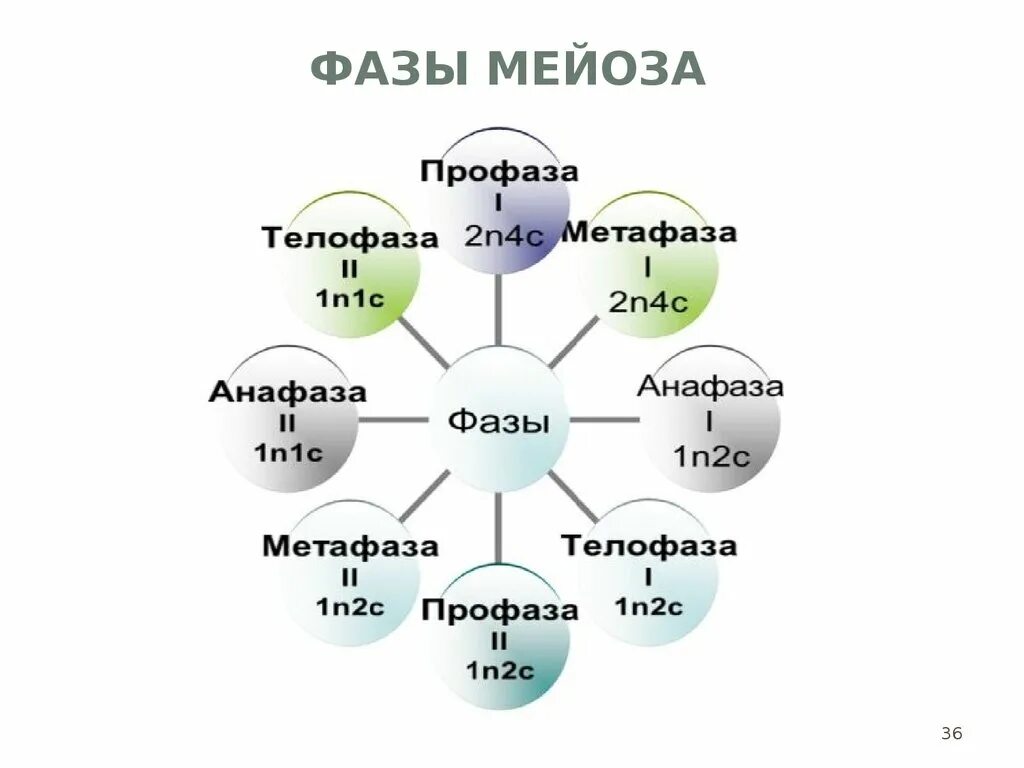 Фазы мейоза. Стадии и фазы мейоза. Мейоз фазы мейоза. Фазы мейоза 1.