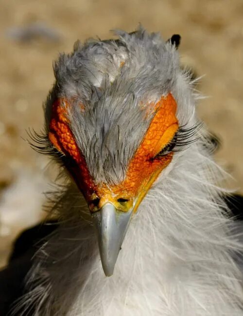Follow us for amazing, bird photography from around the world Visit the Private 