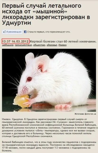 Мышиная лихорадка симптомы и лечение. Мышиная лихорадка.
