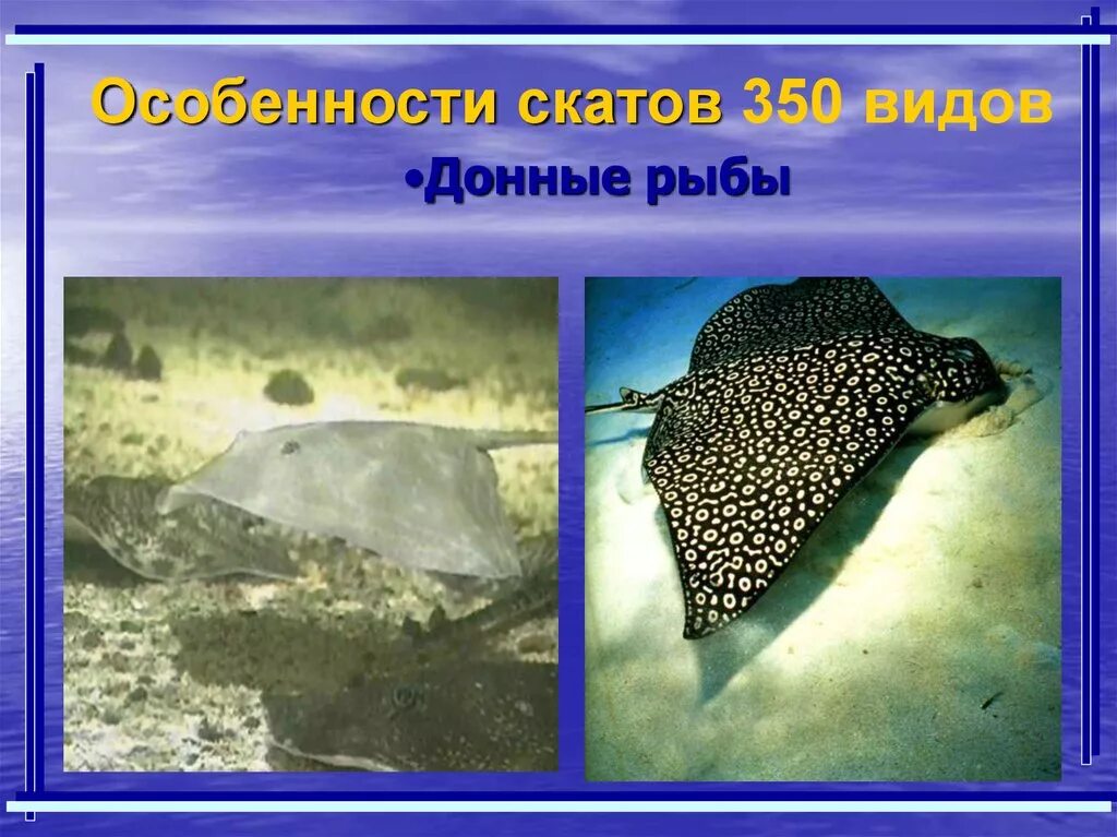 Хрящевые рыбы представители скат 7 класс. Скаты виды названия. Представители надотряда скаты. Представители отряда скаты. Морской скат строение.