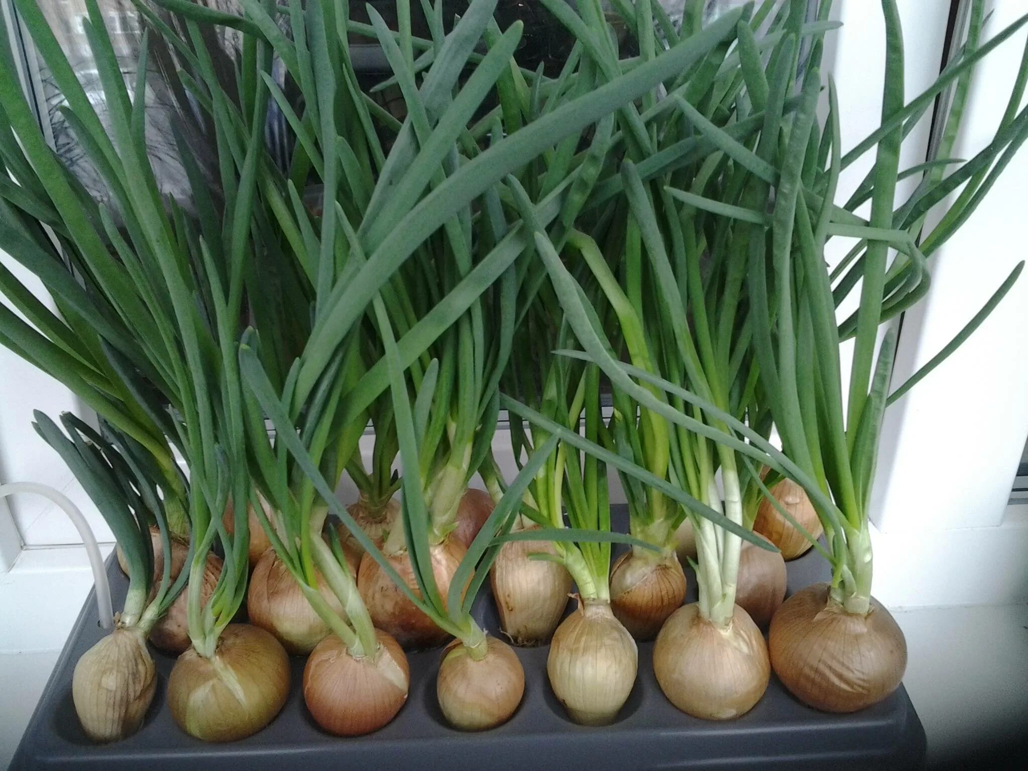 Лук севок на зелень. Лук севок на подоконнике для зелени. Лук севок на зелень. Лук на зелень на подоконнике. Вырастить лук на подоконнике.