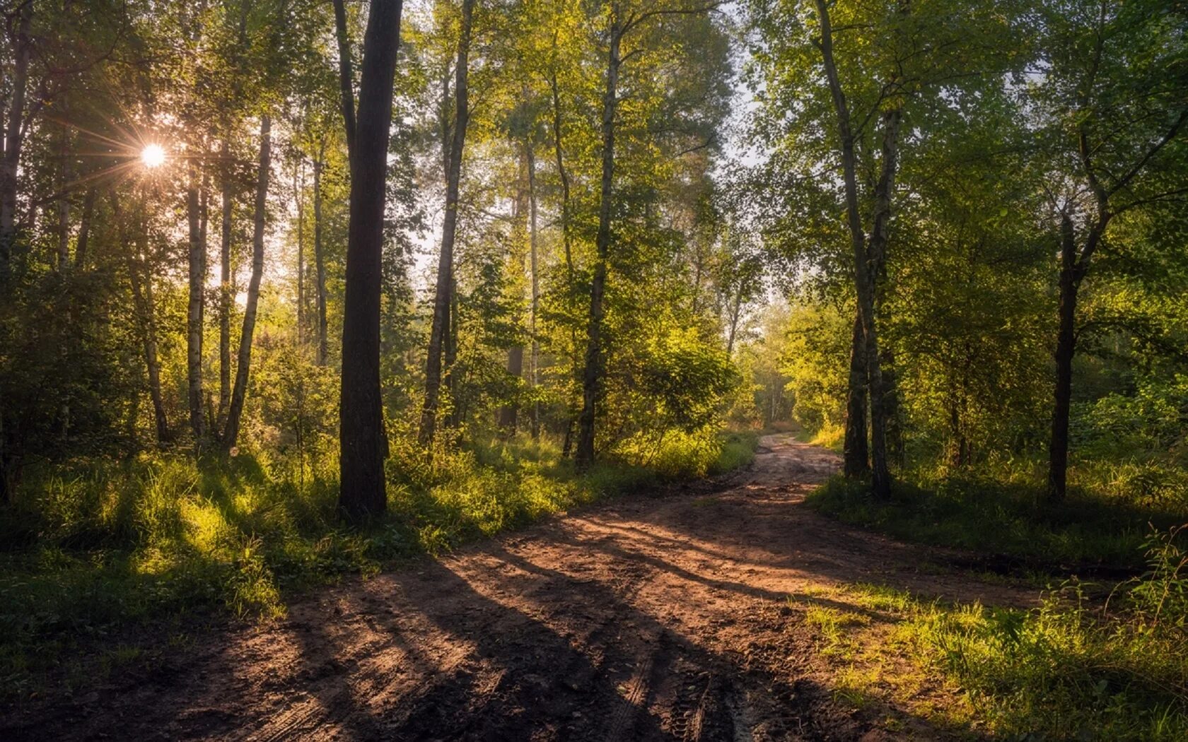 Летний лес. Тропинка в Солнечном лесу. Лето в лесу. "Солнце в лесу".