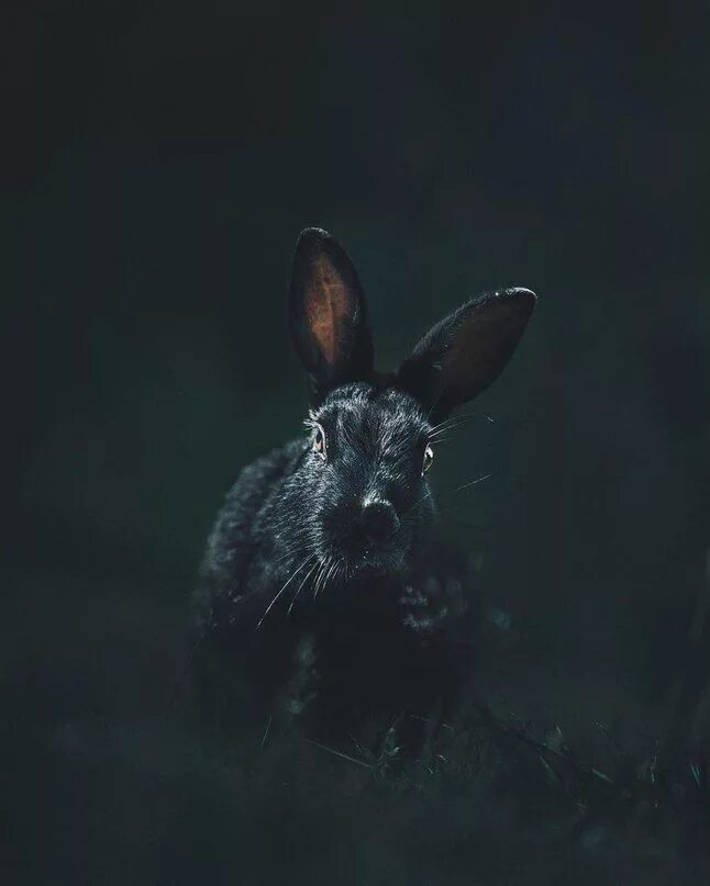 Заяц на черном фоне. Черный заяц.