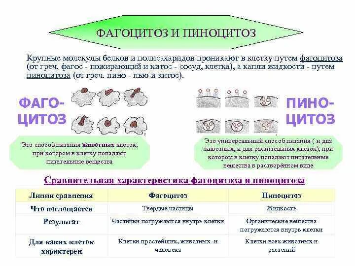 Пиноцитоз является функцией. Пиноцитоз является функцией